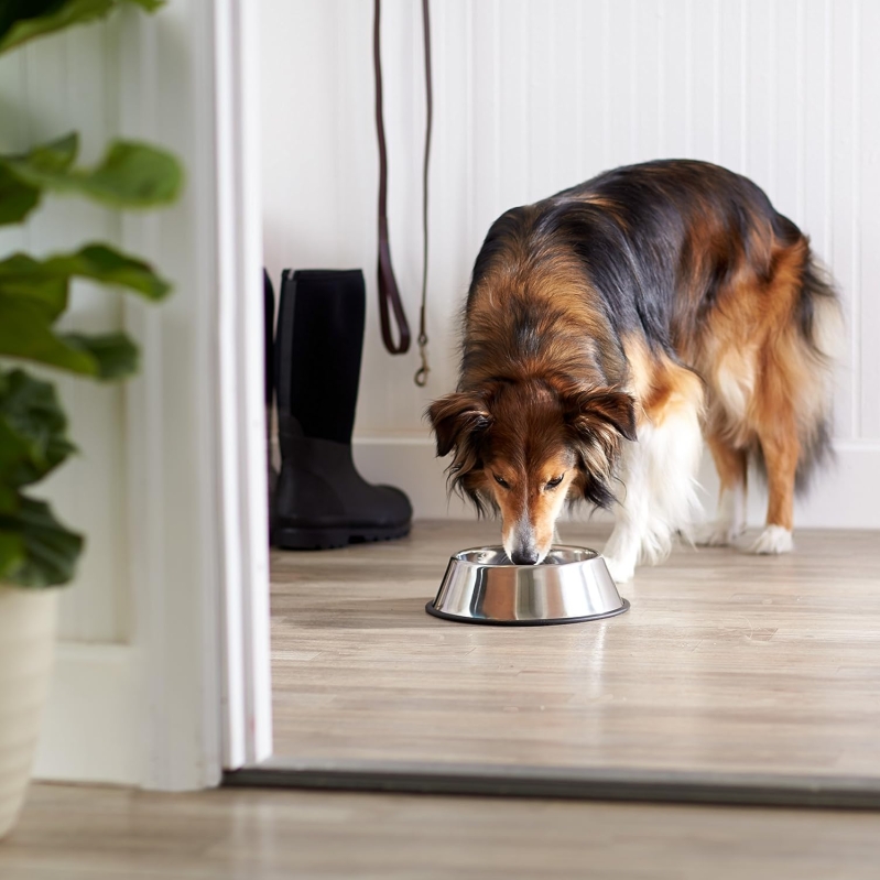 Stainless Steel Dog Bowl, Single