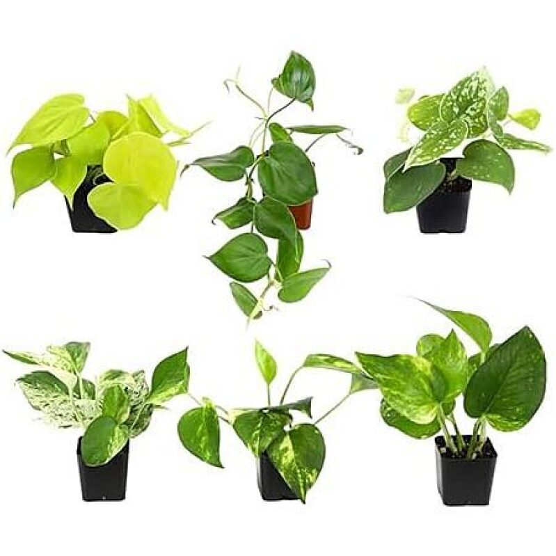 6-Pack Plentiful Pothos & Philodendron Live Plants – $21.50 (17% Off)