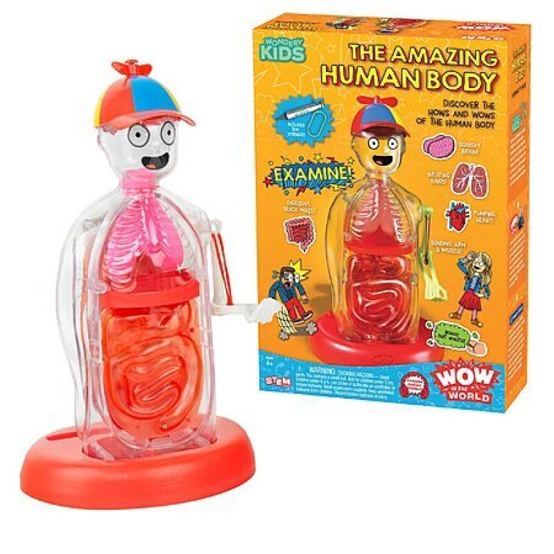 Wow in The World Amazing Human Body Kit – Interactive Anatomy Model – $11.49 Deal