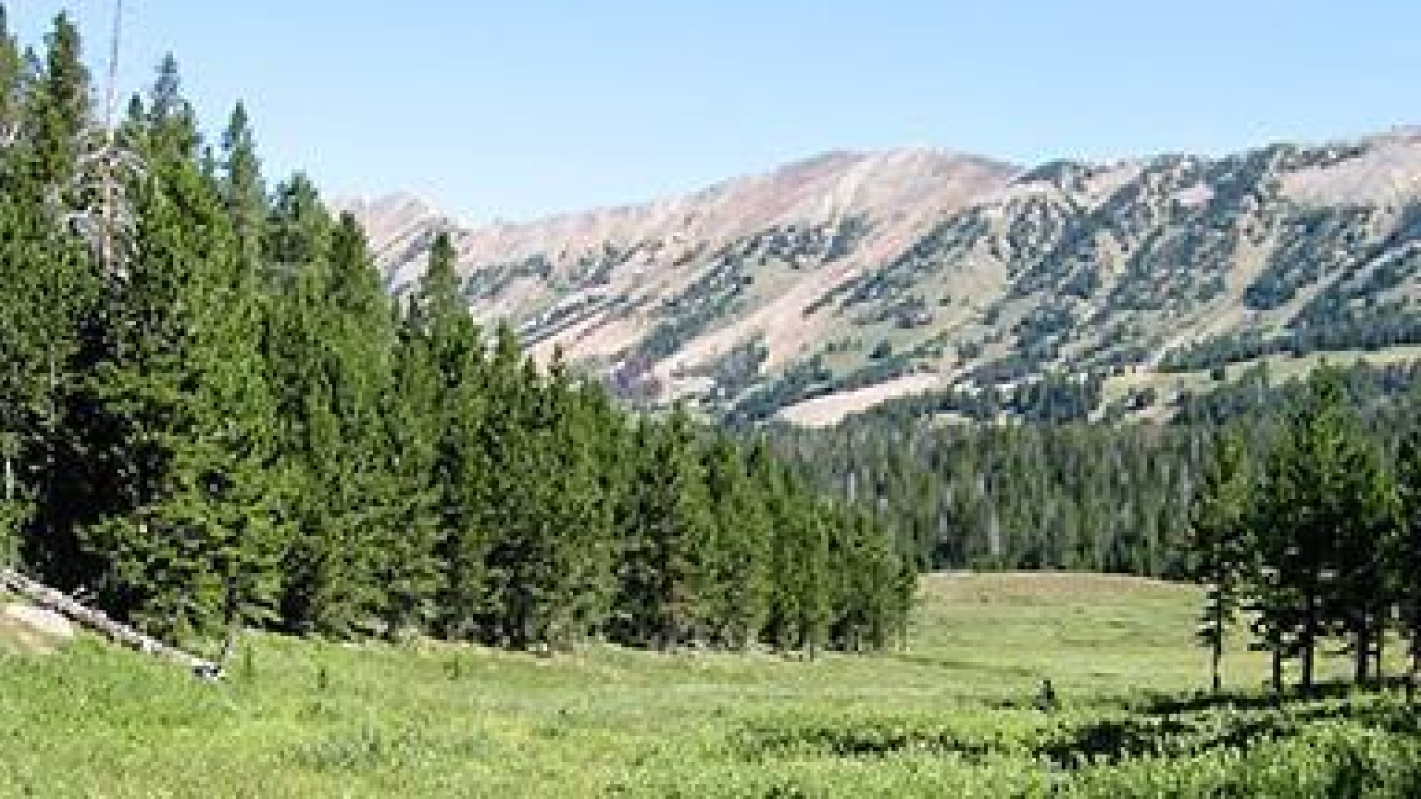 Free Tree Giveaway with Subaru – Reserve Yours Today