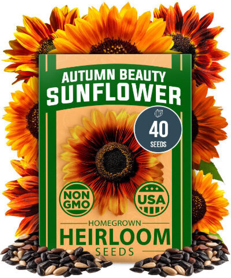 Autumn Beauty Sunflower Seeds - 40 Non-GMO Heirloom Seeds