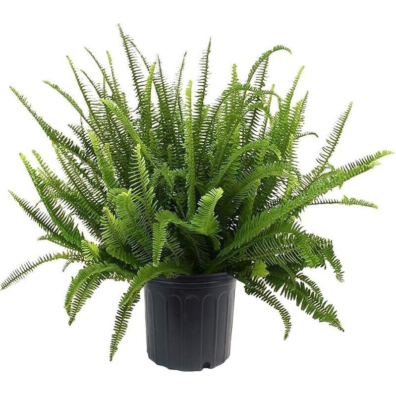 Elegant Kimberly Queen Fern - 10 inch Deep Green Foliage