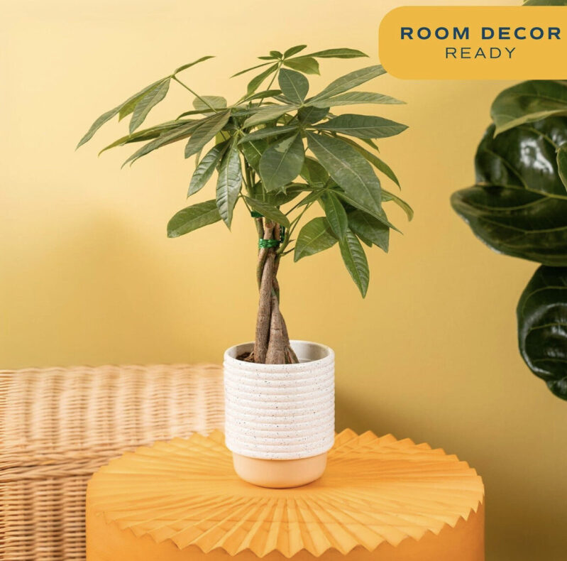 Costa Farms Lucky Money Tree - 3-4 Feet High, Prime Eligible