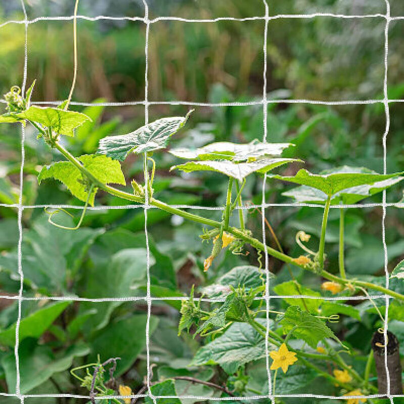 Premium Climbing Plant Netting for Garden Support