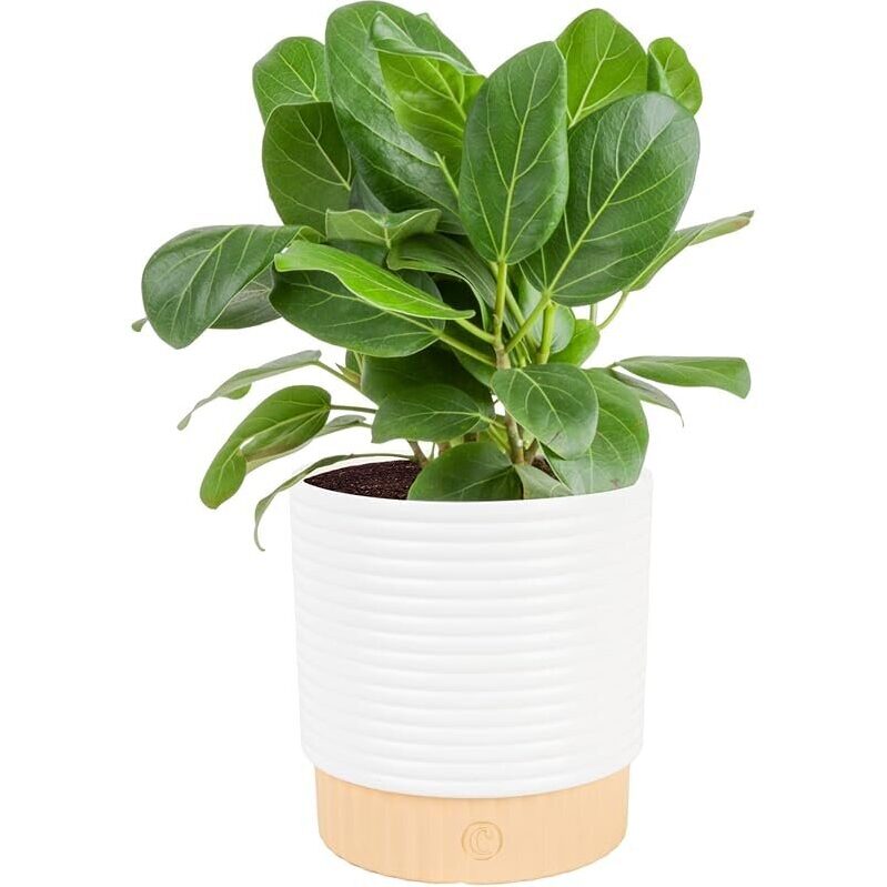 Ficus Audrey Live Plant in Decorative Pot - Air-Cleaning Houseplant