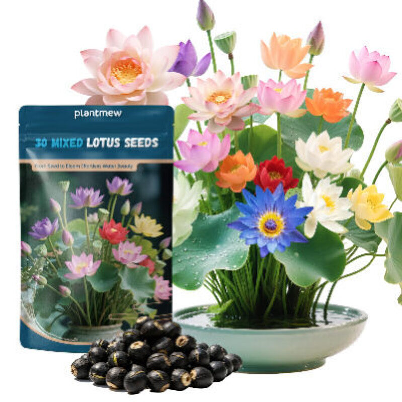 PLANTMEW Hydroponic Lotus Seeds - 30 Premium Mixed Seeds