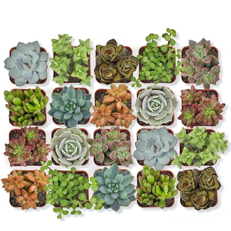 20-Pack Altman Plants Live Succulent Plants - Low Maintenance, Eye-Catching Foliage