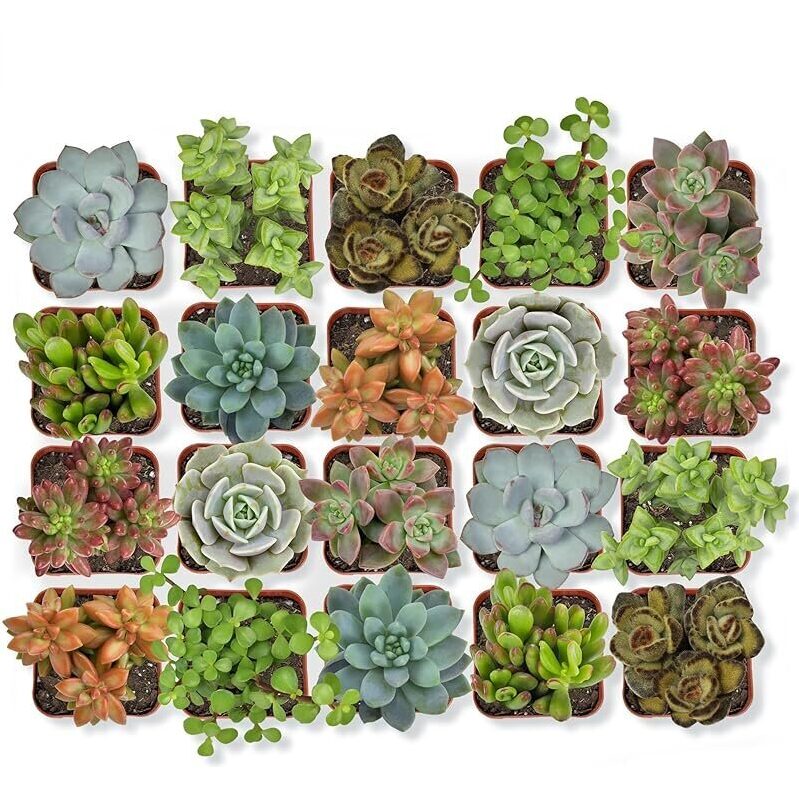 20-Pack Altman Plants Live Succulent Plants - Low Maintenance, Eye-Catching Foliage