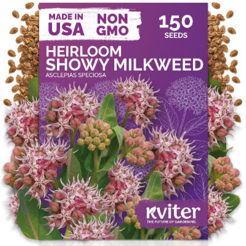 150 Heirloom Showy Milkweed Seeds for Monarch Butterfly Habitat