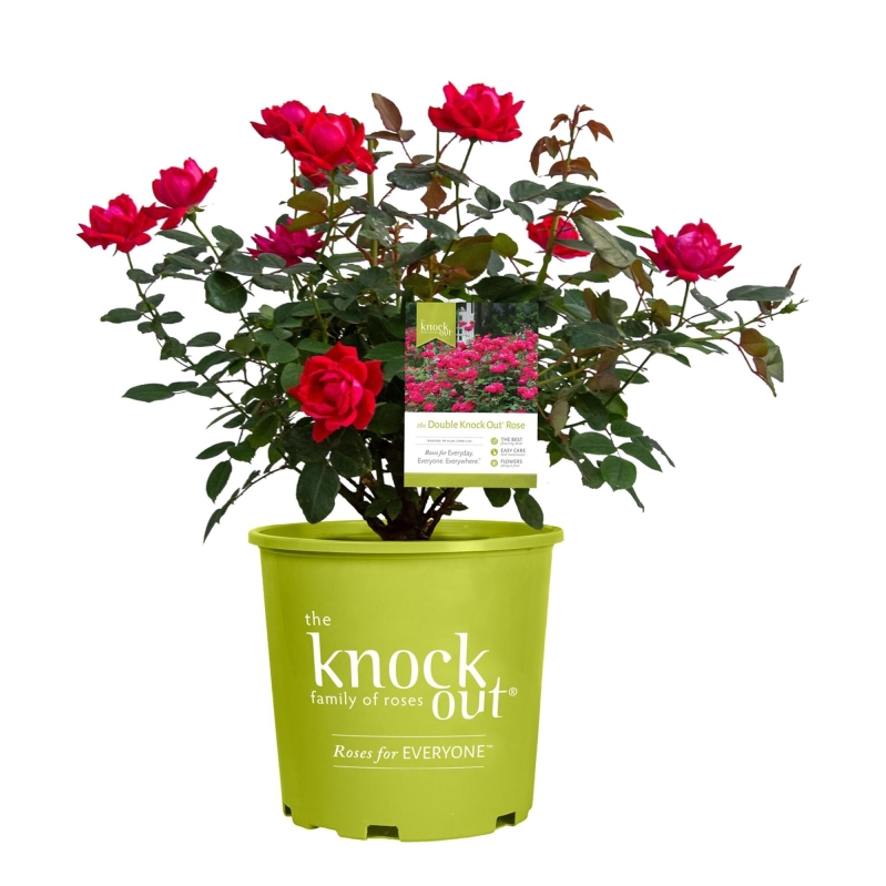 Double Knock Out Rose, 2 Gal, Red Blooms - Low Maintenance, Vibrant Garden Beauty