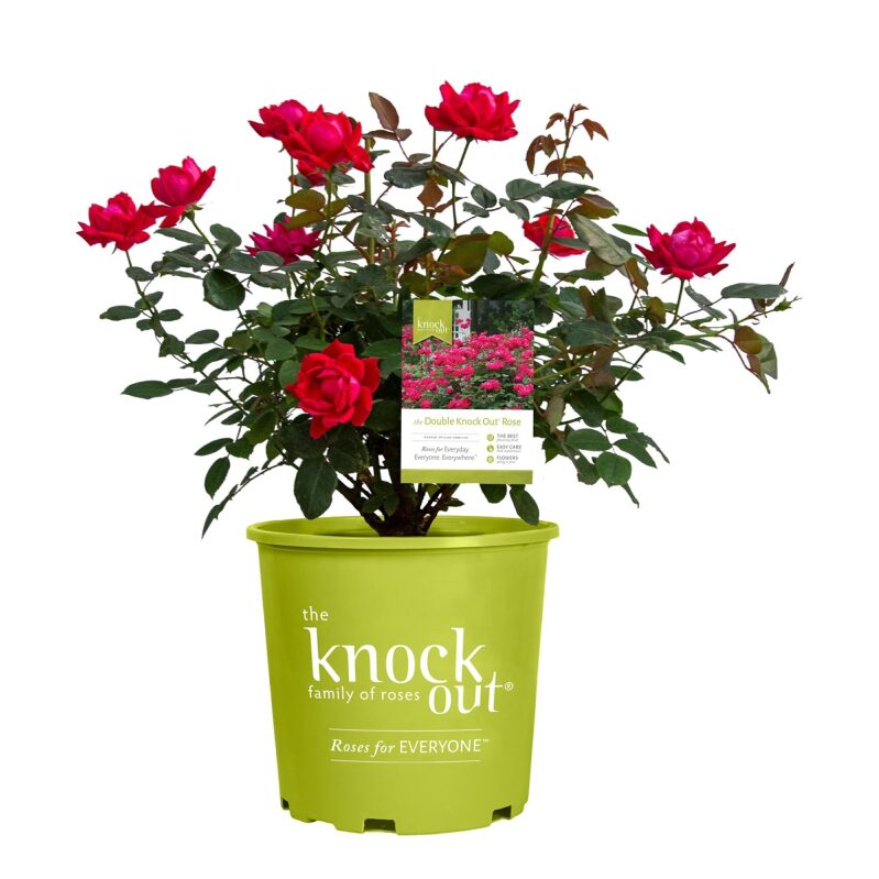 Double Knock Out Rose, 2 Gal, Red Blooms - Low Maintenance, Vibrant Garden Beauty