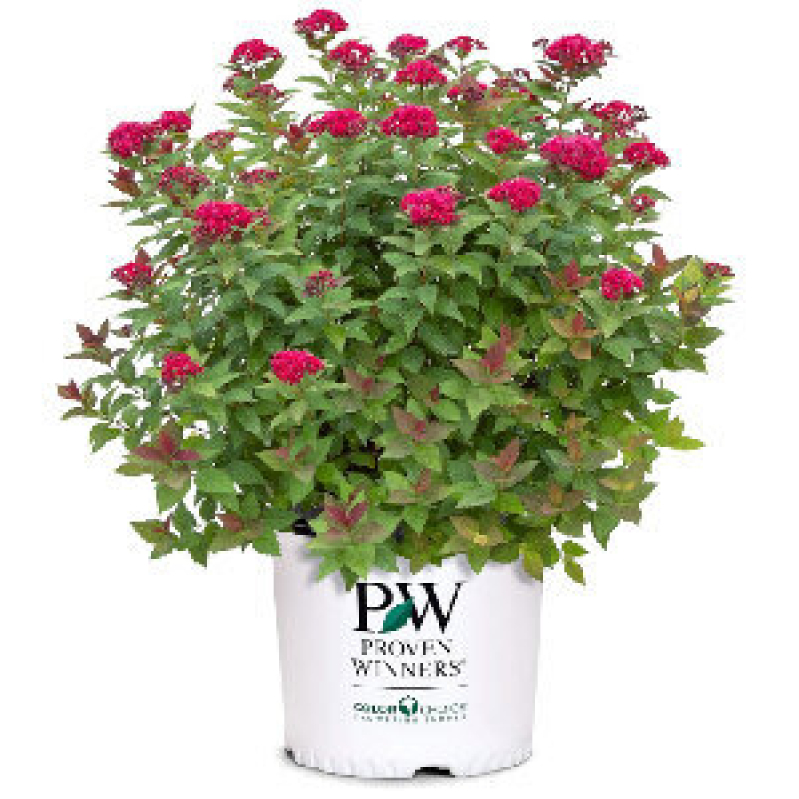 Vibrant Purple and Pink Sedum Plant - Perfect for Modern Gardens
