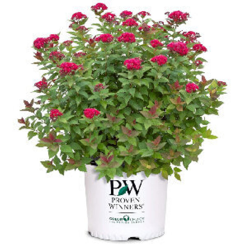 Vibrant Purple and Pink Sedum Plant - Perfect for Modern Gardens