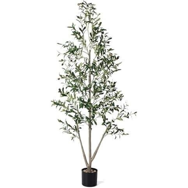 Indoor Olive Tree with Moss Pot - 5ft, 50% Discounted