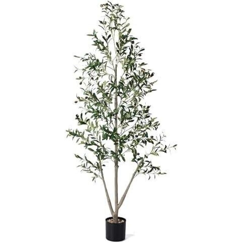 Indoor Olive Tree with Moss Pot - 5ft, 50% Discounted