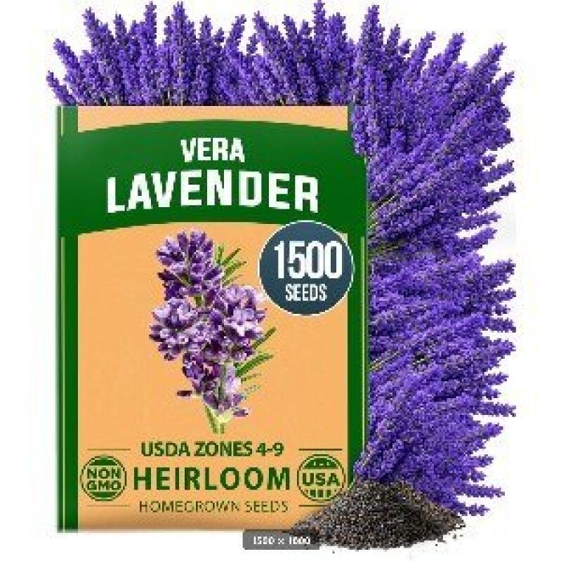 Premium Vera Lavender Heirloom Seeds - 1500+ Count for USDA Zones 4-9