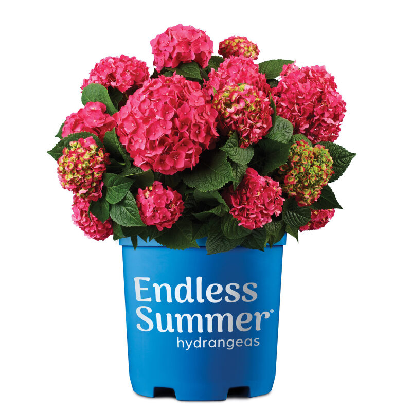 Endless Summer Hydrangea Summer Crush Live Shrub - Vibrant Summer Blooms