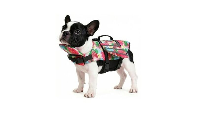 Petglad Dog Life Jacket Wings: Safety and Style for Your Dog