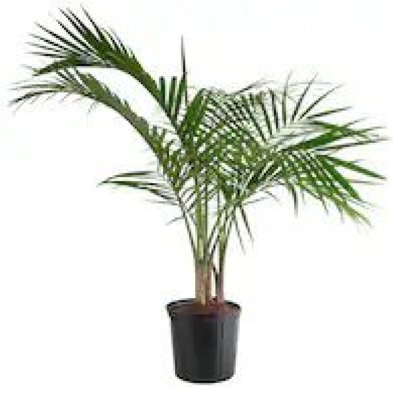 Lowes Majesty Palm House Plant in 1.94-Gallon Pot - Elegant Indoor Greenery