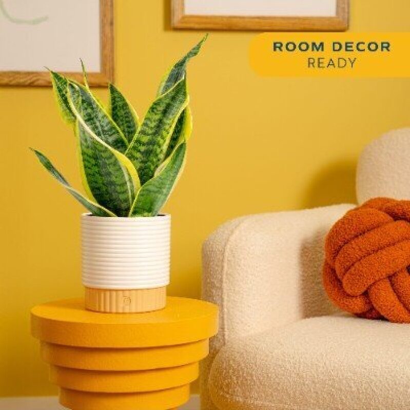 Elegant Indoor Plant Pot for Modern Living Spaces
