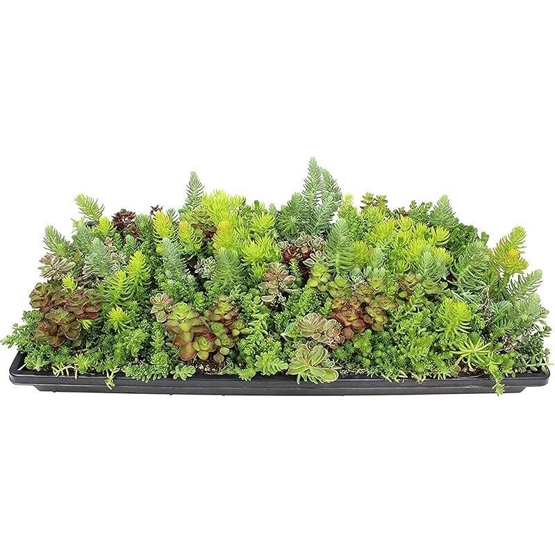 Non-Toxic Sedum Groundcover Mat by Altman Plants - 10x20 Inches