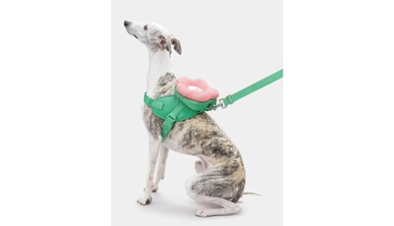 Flora Pet Backpack, Harness & Leash 3 In 1 Set