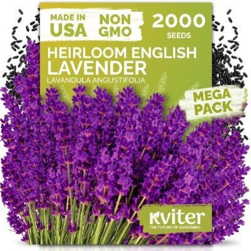 English Lavender Seeds - 2000 Heirloom English Lavender Seeds