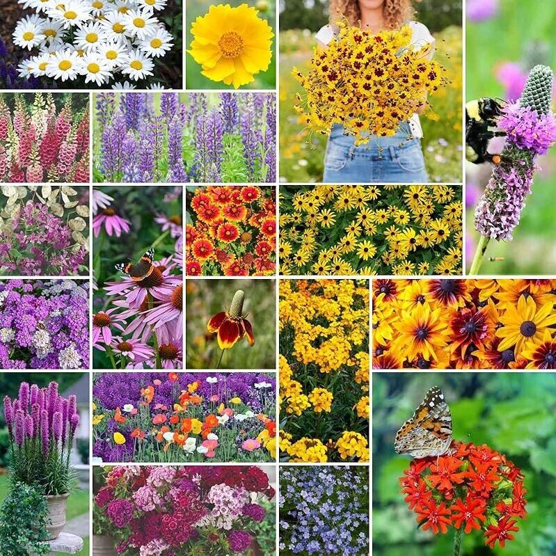 Eden Brothers All Perennial Wildflower Mixed Seeds - 120,000+ Pure, Non-GMO Seeds