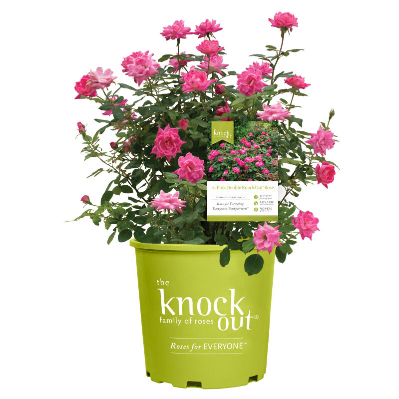 Pink Double Knock Out Rose Shrub - 1-Gallon Pot
