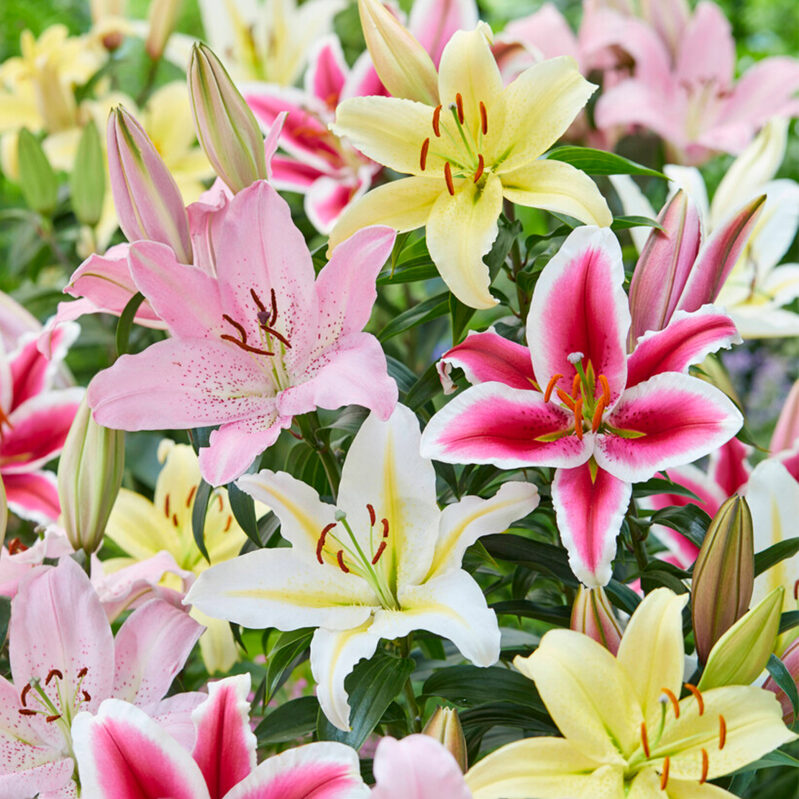 10-Count Oriental Lily Mixed Flower Bulbs for Garden