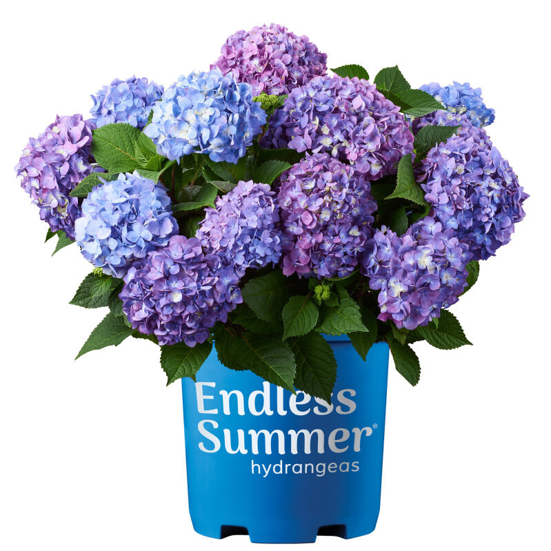 Endless Summer BloomStruck Reblooming Hydrangea Live Shrub - Perennial Garden Beauty