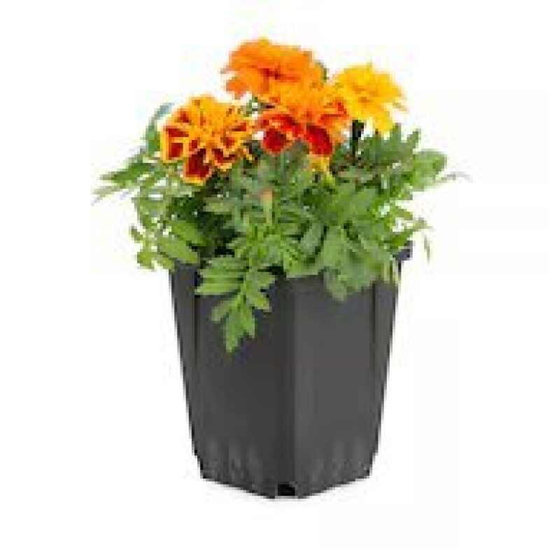 Multicolor French Marigold in 1 Pint Pot - Cheerful Summer Blooms
