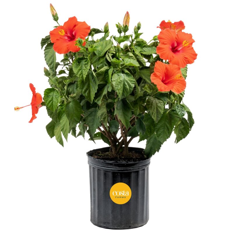 Live Tropical Hibiscus Bush - Vibrant Orange Blooms
