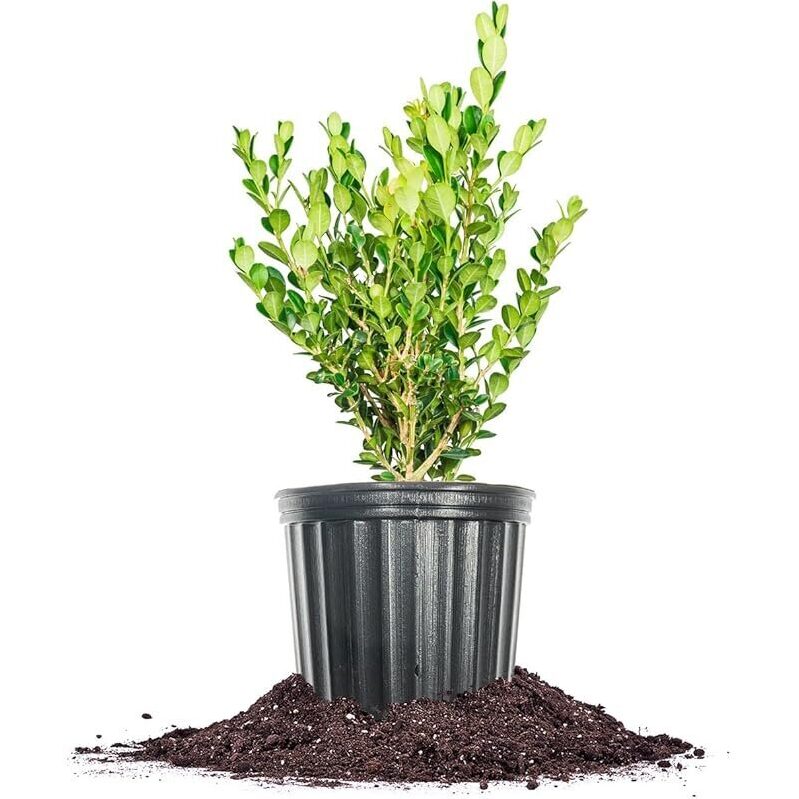 Winter Gem Boxwood - Elegant Evergreen Shrub for Modern Landscapes