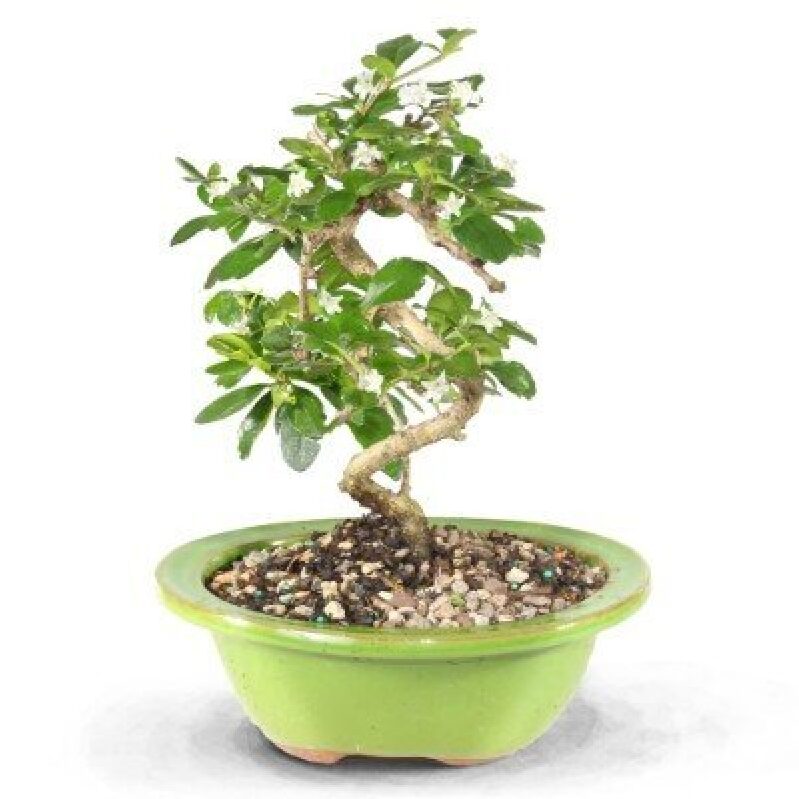 Elegant Fujian Tea Tree Bonsai for Your Home
