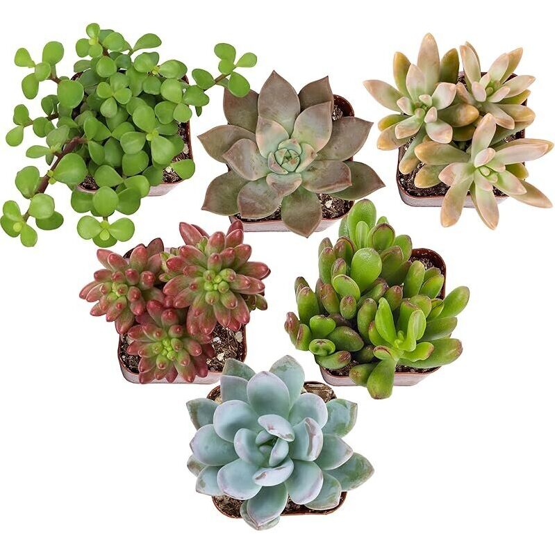 6-Pack Live Succulents - Easy Care, Beautiful Variety
