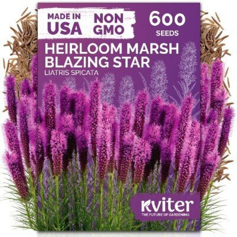 Heirloom Marsh Blazing Star Seeds - 600 Premium Quality Non-GMO Seeds