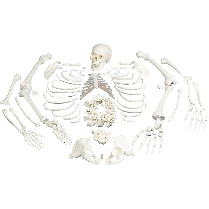 Full Human Skeleton Model for Anatomical Study - Ideal for Educational Use
