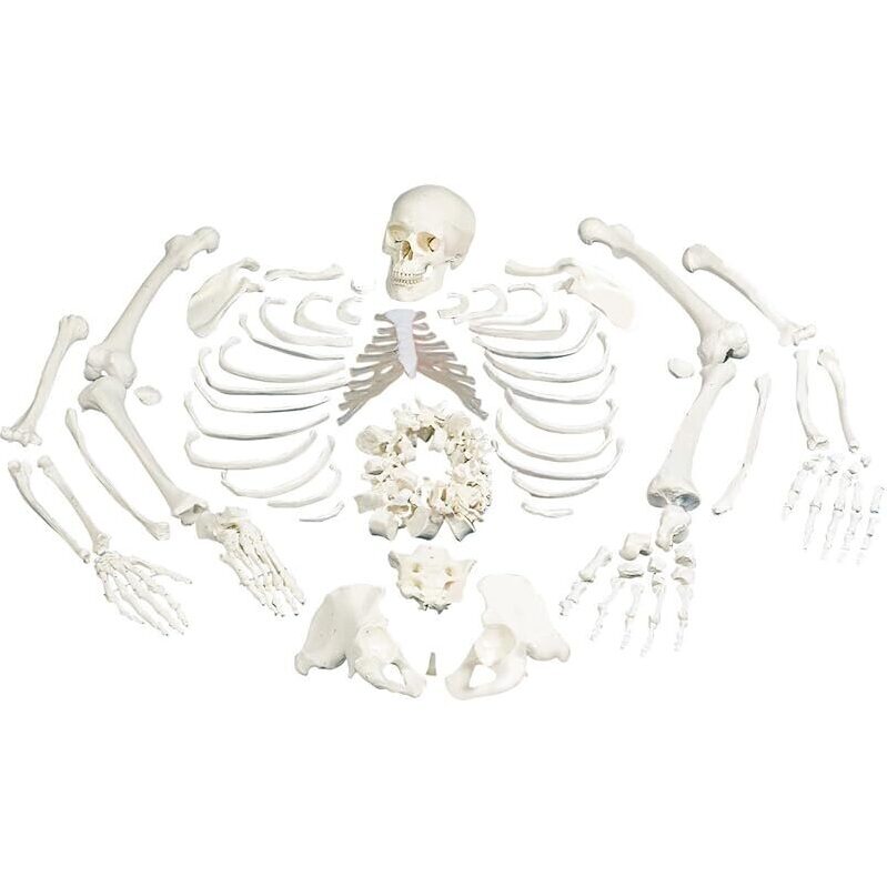 Full Human Skeleton Model for Anatomical Study - Ideal for Educational Use