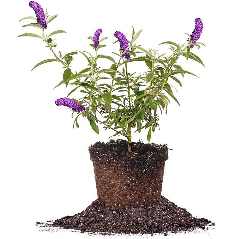 Perfect Plants Black Knight Butterfly Shrub - 1-Gallon