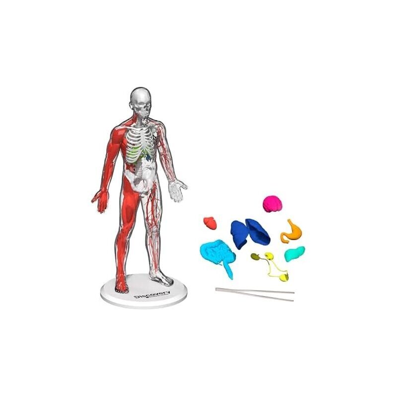 Explore Human Anatomy with Discovery 3D Puzzle Model